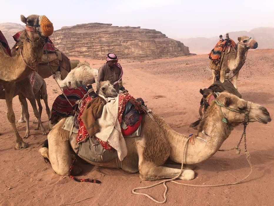 The camel in the foreground in southern Jordan, biblical Midian, is kneeling like Genesis 24:11 says that Eliezer's camels did by the well. The camels on the far left and far right have muzzles, which lets you know that they can either spit or bite. The Bedouin man in the background is readying them for a trip into the wilderness. Photo by John Buckner