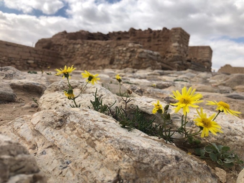 Flowers growing out of a rock in Israel, Beersheba in the Bible