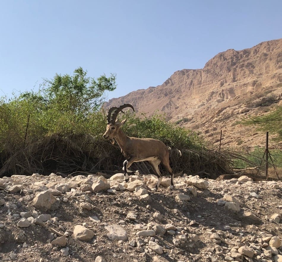 Wild goat, or ibex, in the oasis of En Gedi. Saul pursued David and his men into the wild country here in the Great Rift Valley, some of which you can see in the background. Photo by John Buckner