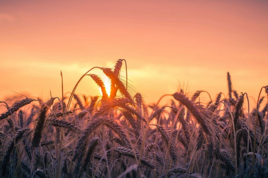 wheat, preachers, harvest, gospel