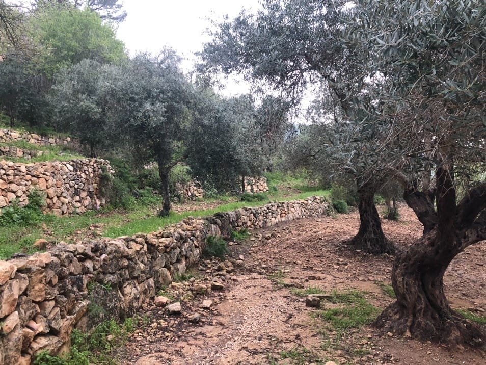 Olive trees, Olive tree in the Bible, meaning of the Olive tree in the Bible