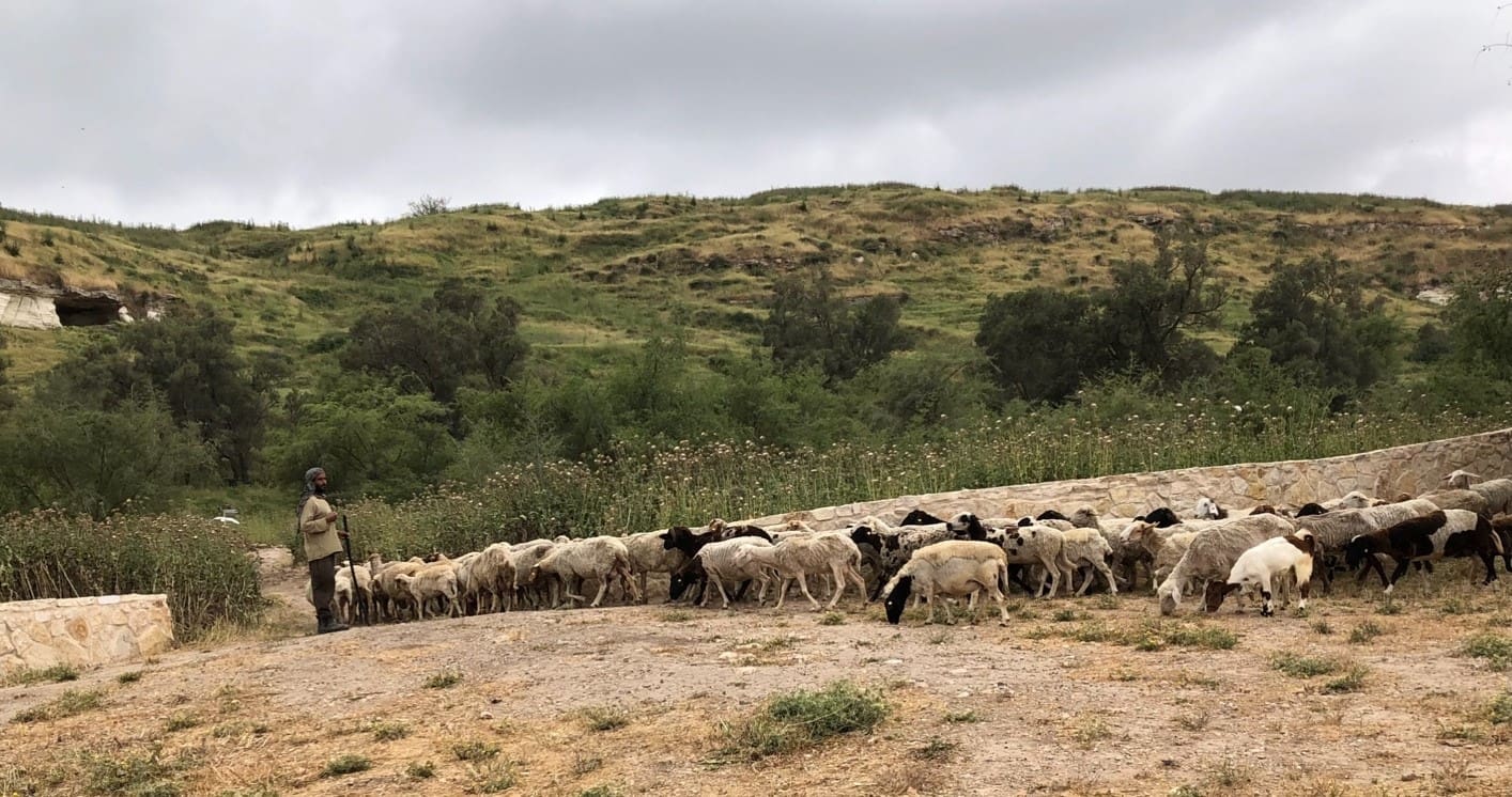 Shepherd with his flock at the foot of biblical Gath of the Philistines. Gath was one of the places God used to forge the shepherd boy David into a mighty king.Photo by John Buckner