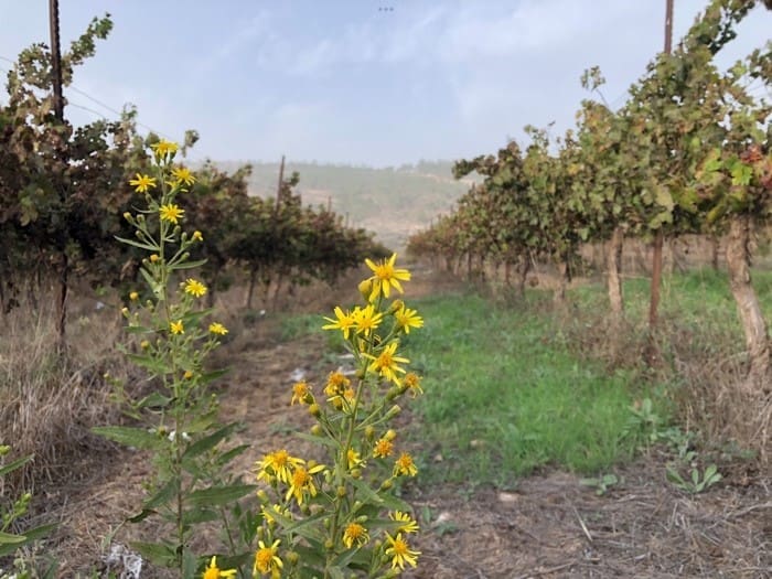 Grapevines in the Sorek Valley, near biblical Emmaus.