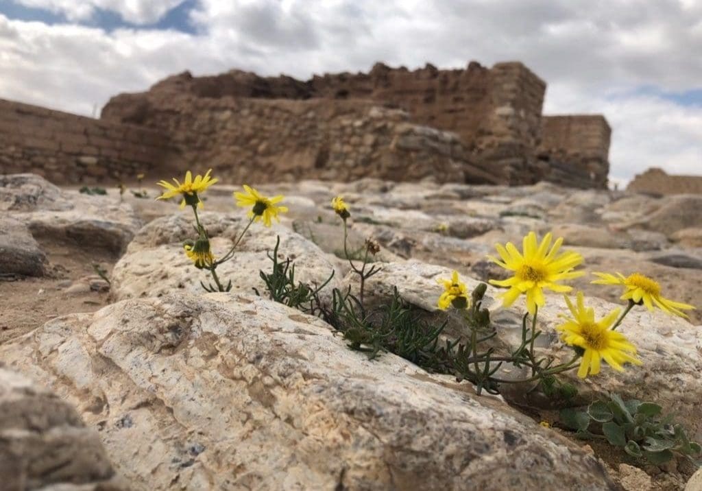 Flowers growing out of a rock in Israel, Beersheba in the Bible