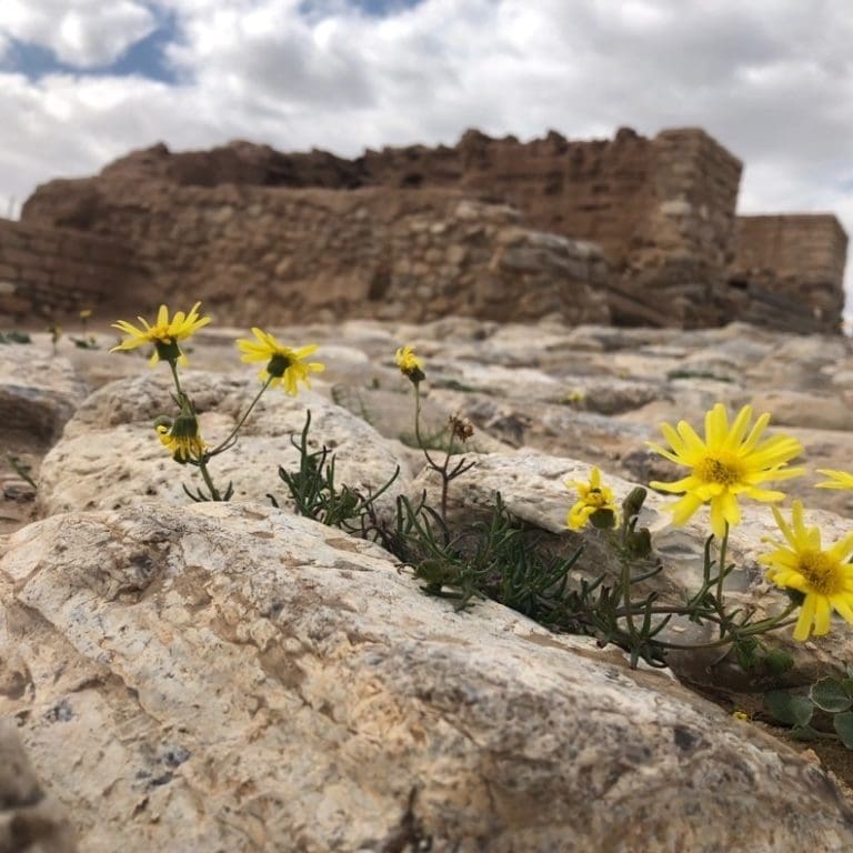 Flowers growing out of a rock in Israel, Beersheba in the Bible