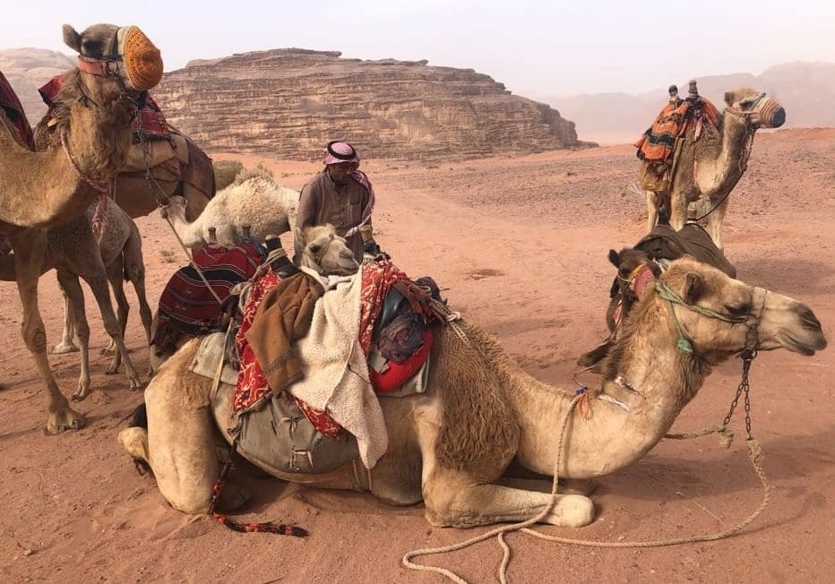 The camel in the foreground in southern Jordan, biblical Midian, is kneeling like Genesis 24:11 says that Eliezer's camels did by the well. The camels on the far left and far right have muzzles, which lets you know that they can either spit or bite. The Bedouin man in the background is readying them for a trip into the wilderness. Photo by John Buckner