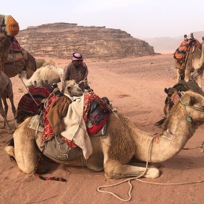 The camel in the foreground in southern Jordan, biblical Midian, is kneeling like Genesis 24:11 says that Eliezer's camels did by the well. The camels on the far left and far right have muzzles, which lets you know that they can either spit or bite. The Bedouin man in the background is readying them for a trip into the wilderness. Photo by John Buckner