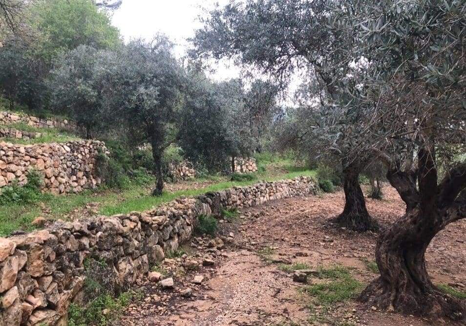 Olive trees, Olive tree in the Bible, meaning of the Olive tree in the Bible