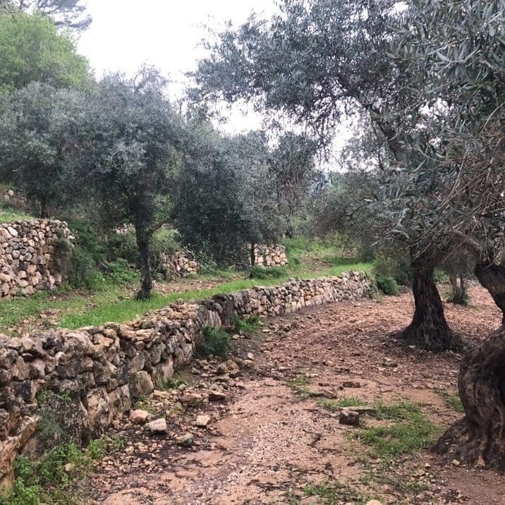 Olive trees, Olive tree in the Bible, meaning of the Olive tree in the Bible