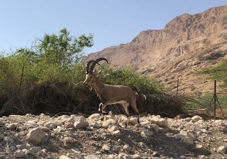 Wild goat, or ibex, in the oasis of En Gedi. Saul pursued David and his men into the wild country here in the Great Rift Valley, some of which you can see in the background. Photo by John Buckner