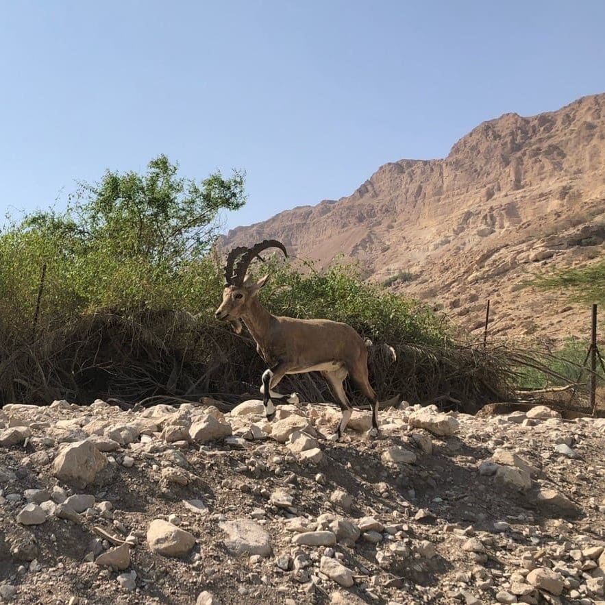 Wild goat, or ibex, in the oasis of En Gedi. Saul pursued David and his men into the wild country here in the Great Rift Valley, some of which you can see in the background. Photo by John Buckner