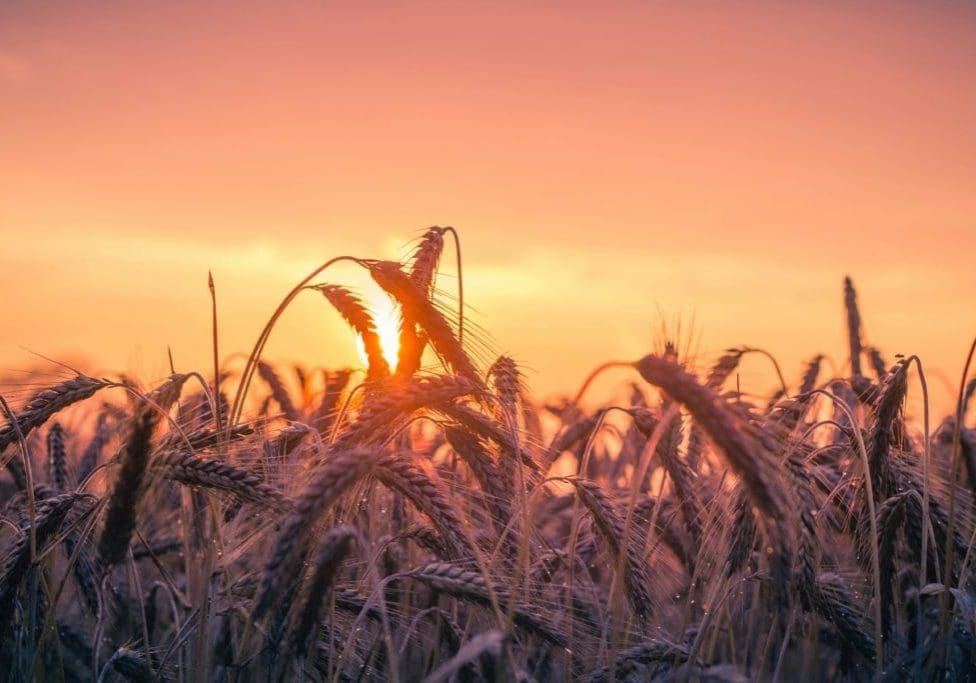 wheat, preachers, harvest, gospel