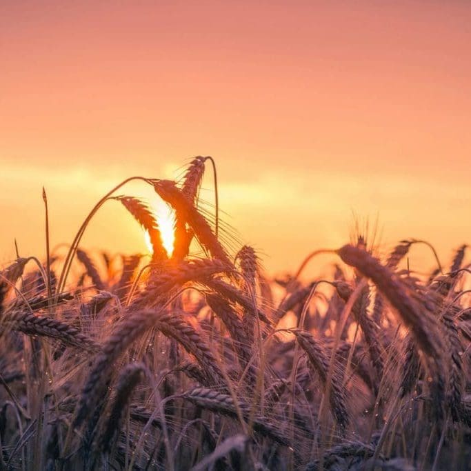 wheat, preachers, harvest, gospel